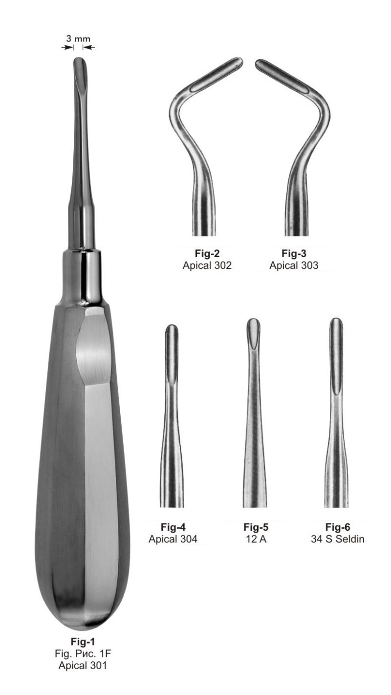 Apical